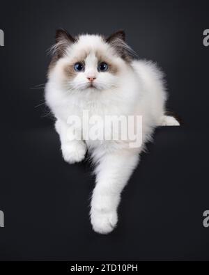 Pretty seal bicolored Ragdoll cat kitten, hanging relaxed over edge facing front. Looking towards camera with deep blue eyes. Isolated on a black back Stock Photo