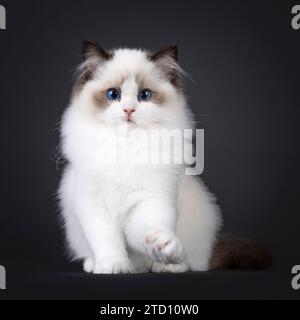 Pretty seal bicolored Ragdoll cat kitten, sitting up facing front with front paw ready to push something off surface. Looking towards camera with deep Stock Photo