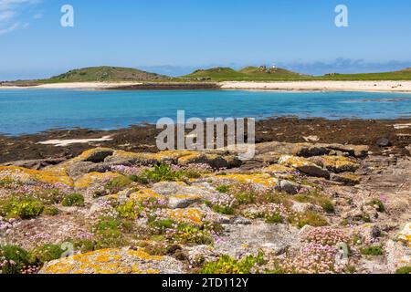 Low tide beach at East Porth, on the uninhabited island of Teän, Isles of Scilly, UK, with sea beet and thrift growing in the rocks in the foreground Stock Photo