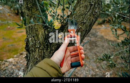 a man prunes an olive tree using a pair of orange pruning shears in an olive orchard in Spain Stock Photo