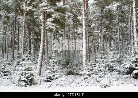 Snow covered pine trees in a scots pine wood. Speyside, Highlands, Scotland Stock Photo