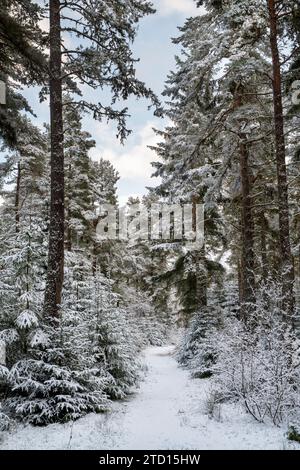 Footpath through snow covered pine trees in a pine wood. Speyside, Highlands, Scotland Stock Photo