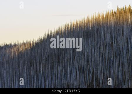 Marmot Mountain and fire-burned snags five years after the David Fire in fall. Kootenai National Forest, northwest Montana. Stock Photo