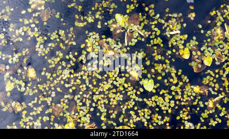 Aerial view of lily pads at Perkins Lake in fall. Boundary County, North Idaho. Stock Photo