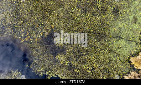 Aerial view of lily pads at Perkins Lake in fall. Boundary County, North Idaho. (Photo by Randy Beacham) Stock Photo