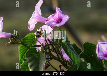 Ipomoea carnea plant stock photo, half pink white flower plant picture Stock Photo