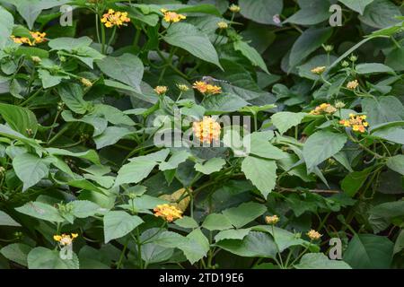 Bushy shrub of Lantana flower in wild area. Jungle wild flowers Lantana in yellow and orange color Stock Photo