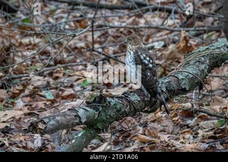 An immature Cooper's Hawk (Accipiter cooperii) perched on a downed lichen covered tree looking for food in a woods in Michigan, USA. Stock Photo