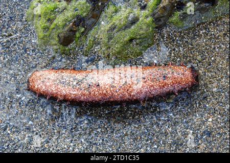 Black sea cucumber (Holothuria forskali) lower face. This photo was taken in Cap Creus, Girona province, Catalonia, Spain. Stock Photo