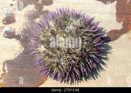 Variegated sea urchin (Lytechinus variegatus) is a sea urchin native to worms waters of western Atlantic Ocean. This photo was taken in Paraty coast, Stock Photo