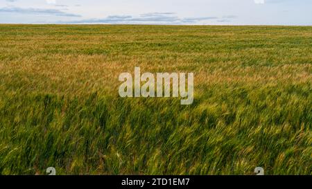 Green and yellow wheatfield in summer. Stock Photo