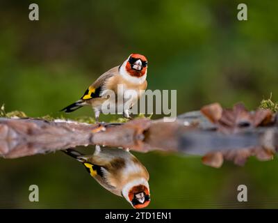 A goldfinch foraging by a garden pool at the tail end of autumn/early ...