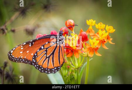 A single Queen butterfly on red and yellow Tropical Milkweed Stock Photo