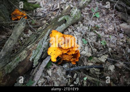 Mushroom or fungus growing on dead decaying fallen trees. Stock Photo