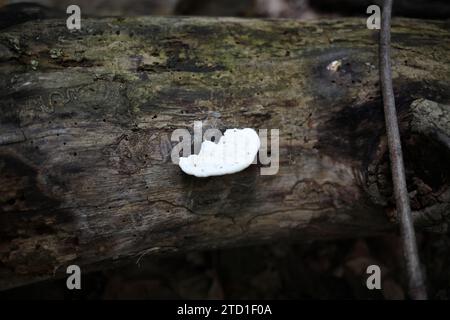 Fungus growing on dead fallen tree. Stock Photo