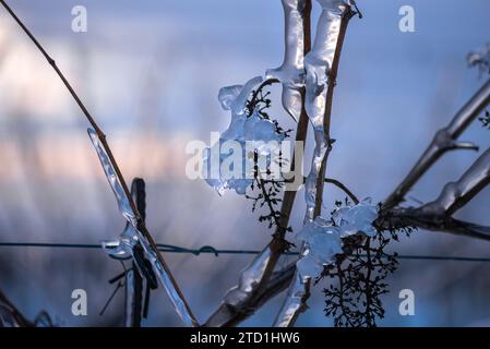 A frozen grape, delicately encased in frost, stands against a snowy backdrop tinged with shades of blue, capturing the serene beauty of winter. Stock Photo