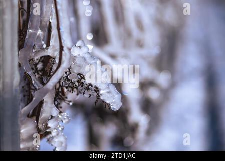 A frozen grape, delicately encased in frost, stands against a snowy backdrop tinged with shades of blue, capturing the serene beauty of winter. Stock Photo