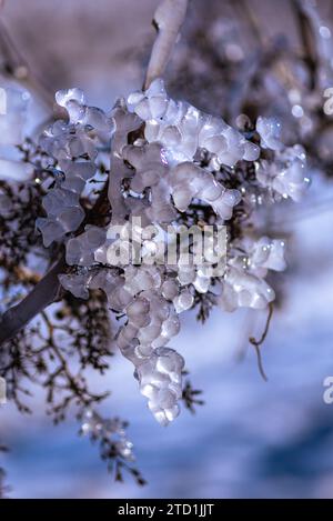 A frozen grape, delicately encased in frost, stands against a snowy backdrop tinged with shades of blue, capturing the serene beauty of winter. Stock Photo