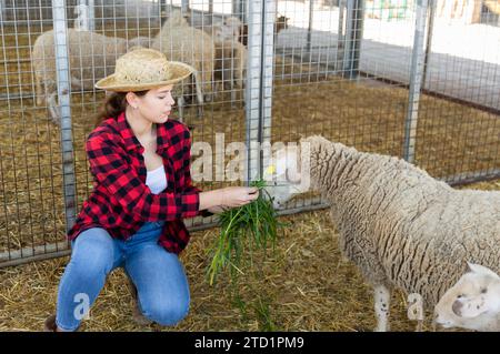 Young woman worker feeding sheeps with grass Stock Photo