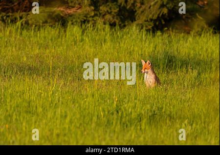 29 April 2023, Berlin: 29.04.2023, Berlin. A young red fox (Vulpes vulpes), just a few weeks old, sits in the tall grass in the evening sun in a park in the capital. The young Berlin city fox is on one of its first outings without its mother. City foxes have developed their own strategies for living alongside humans and are now even genetically different from their relatives in the countryside. Photo: Wolfram Steinberg/dpa Photo: Wolfram Steinberg/dpa Stock Photo