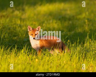 29 April 2023, Berlin: 29.04.2023, Berlin. A young red fox (Vulpes vulpes), just a few weeks old, stands in the grass in the evening sun in a park in the capital. The young Berlin city fox is on one of its first outings without its mother. City foxes have developed their own strategies for living alongside humans and are now even genetically different from their relatives in the countryside. Photo: Wolfram Steinberg/dpa Photo: Wolfram Steinberg/dpa Stock Photo