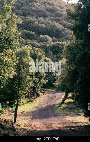 path through autumnal woodland in Etna Park, Sicily, Italy Stock Photo