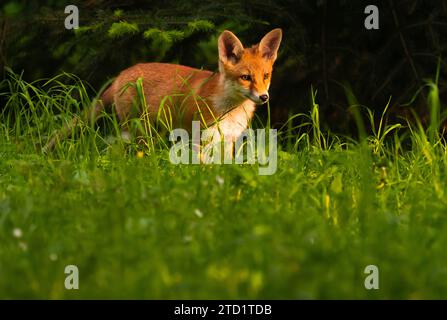 10 May 2023, Berlin: 10.05.2023, Berlin. A young red fox (Vulpes vulpes) stands between tall blades of grass in the evening sun in a park in the capital. The young Berlin city fox is on one of its first outings without its mother. City foxes have developed their own strategies for living alongside humans and are now even genetically different from their relatives in the countryside. Photo: Wolfram Steinberg/dpa Photo: Wolfram Steinberg/dpa Stock Photo