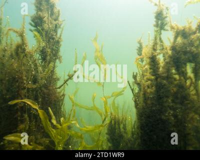 Long-stalked pondweed growing underwater with aquatic moss Stock Photo