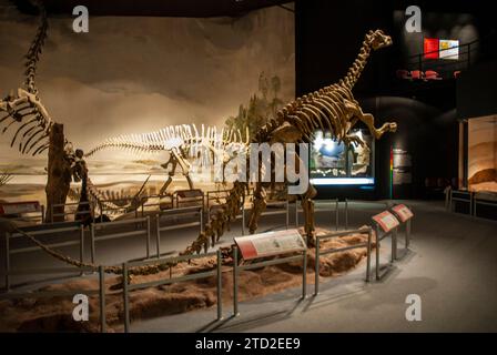 Fossil skull of extinct , Titanosaurus Australis, Patagonia, Argentina ...