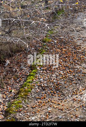 Crataegus Monogyna, Crataegus Oxyacantha. Fruit falling from the tree to the ground Stock Photo