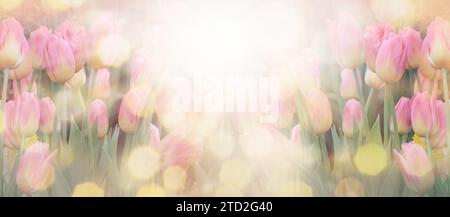 selective focus of colorful pink tulips in field, panoramic shot Stock Photo