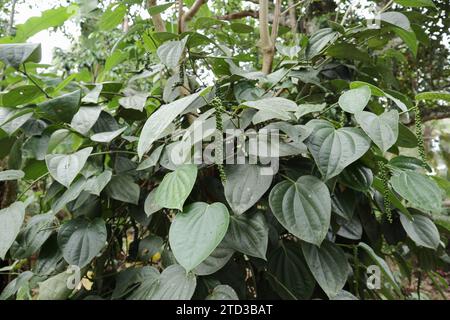 View of a black pepper spike is hanging from a Black pepper (Piper Nigrum) vine. The pepper spike has grown green fruits (peppercorns) Stock Photo