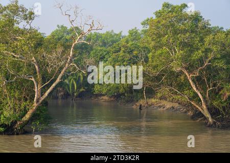 Morning landscape view of mangrove forest in the Sundarbans national park, a UNESCO World Heritage site, Bangladesh Stock Photo