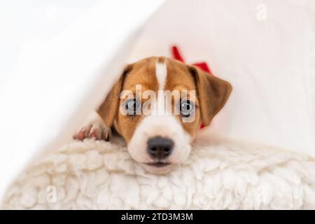 Most adorable Jack Russel terrier puppy with folded ears and cute eyes laying on the bed Stock Photo