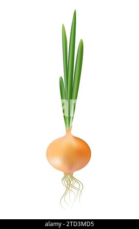 Vector Fresh Whole Yellow Onion Bulb with Green Onions Close up Isolated on White Background. Realistic onion Stock Vector