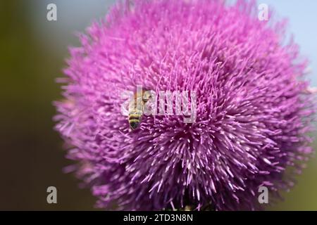 Blessed milk thistle pink flowers in field. Silybum marianum plant. St. Mary's thistle bloom pink. Close-up bee collecting pollen on purple thistle fl Stock Photo