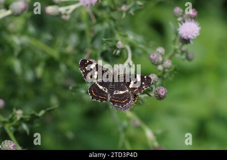 Map butterfly (Araschnia levana), butterfly, 2nd generation, open wings, thistle, The land carder of the summer generation sits with open wings on a Stock Photo