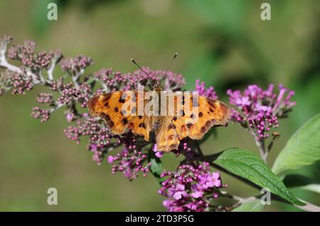 Comma (Polygonia c-album), butterfly, orange, open wings, summer lilac, garden, A C-moth sits with open wings on the flower of the summer lilac Stock Photo