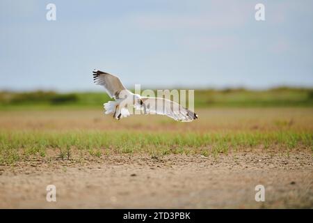 Yellow-legged gull (Larus michahellis) wildlife, landing on the ground with a hunted fish, France Stock Photo