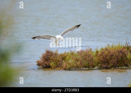 Yellow-legged gull (Larus michahellis) wildlife, landing in the water, Spain Stock Photo