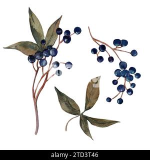 Set of viburnum illustrations. Watercolor hand drawn branches, leaves and berries isolated on a white background Stock Photo