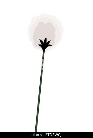 Hare's-tail cottongrass (Eriophorum vaginatum), illustration Stock Photo