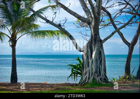 Strangler fig, tree, parasite, tropical tree, on the beach of Magnetic Island, Queensland, Australia Stock Photo