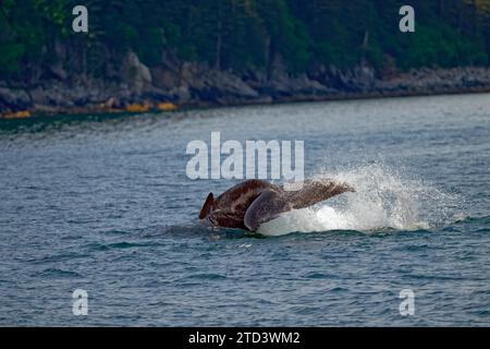 Humpback whale (Megaptera novaeangliae) detail view fluke, water splashing up, Kenai Fjords National Park, Alaska, USA Stock Photo