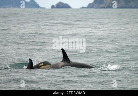 Orca, killer whale (Orcinus orca) with juvenile, Kenai Fjords National Park, Alaska, USA Stock Photo