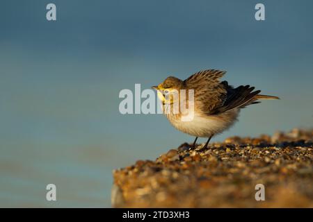 Shorelark or Horned lark (Eremophila alpestris) adult bird on a beach, Suffolk, England United Kingdom Stock Photo