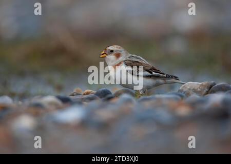 Snow bunting (Plectrophenax nivalis) adult bird on a shingle beach, Norfolk, England, United Kingdom Stock Photo