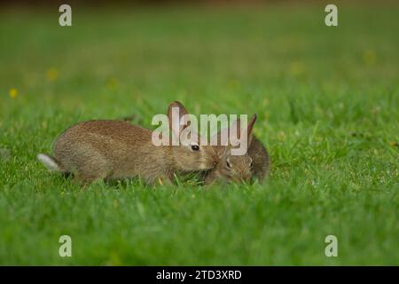 Rabbit (Oryctolagus cuniculus) two juvenile baby animals on a garden lawn, Norfolk, England, United Kingdom Stock Photo