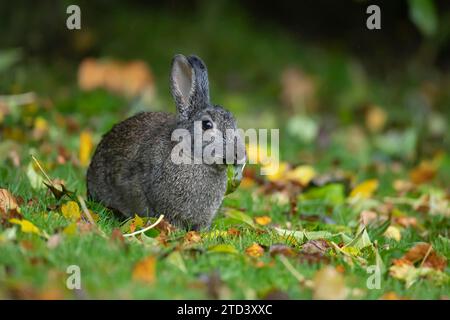 Rabbit (Oryctolagus cuniculus) adult animal feeding on a leaf in a woodland, Wales, United Kingdom Stock Photo