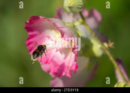 Buff tailed bumble bee (Bombus terrestris) adult flying towards a garden Hollyhock flower, Suffolk, England, United Kingdom Stock Photo